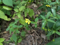 Lysimachia lanceolata, photograph (c) Ryan Sorrells, some rights reserved (CC BY)