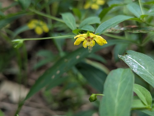 Lysimachia lanceolata, photograph 5