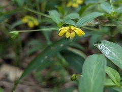 Lysimachia lanceolata, photograph (c) Ryan Sorrells, some rights reserved (CC BY)