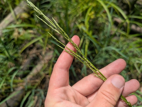 Glyceria septentrionalis observed 2026-07-22