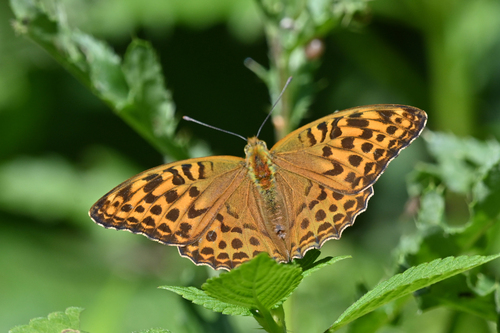 Silver-washed Fritillary