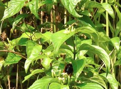 Bombus eximius