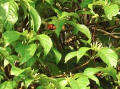 Bombus eximius
