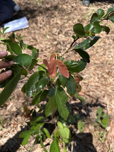 Cynometra ramiflora observed 2026-07-20