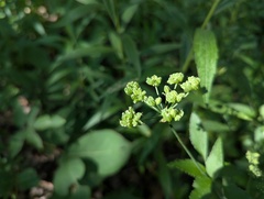 Thaspium trifoliatum, photograph (c) Ryan Sorrells, some rights reserved (CC BY)