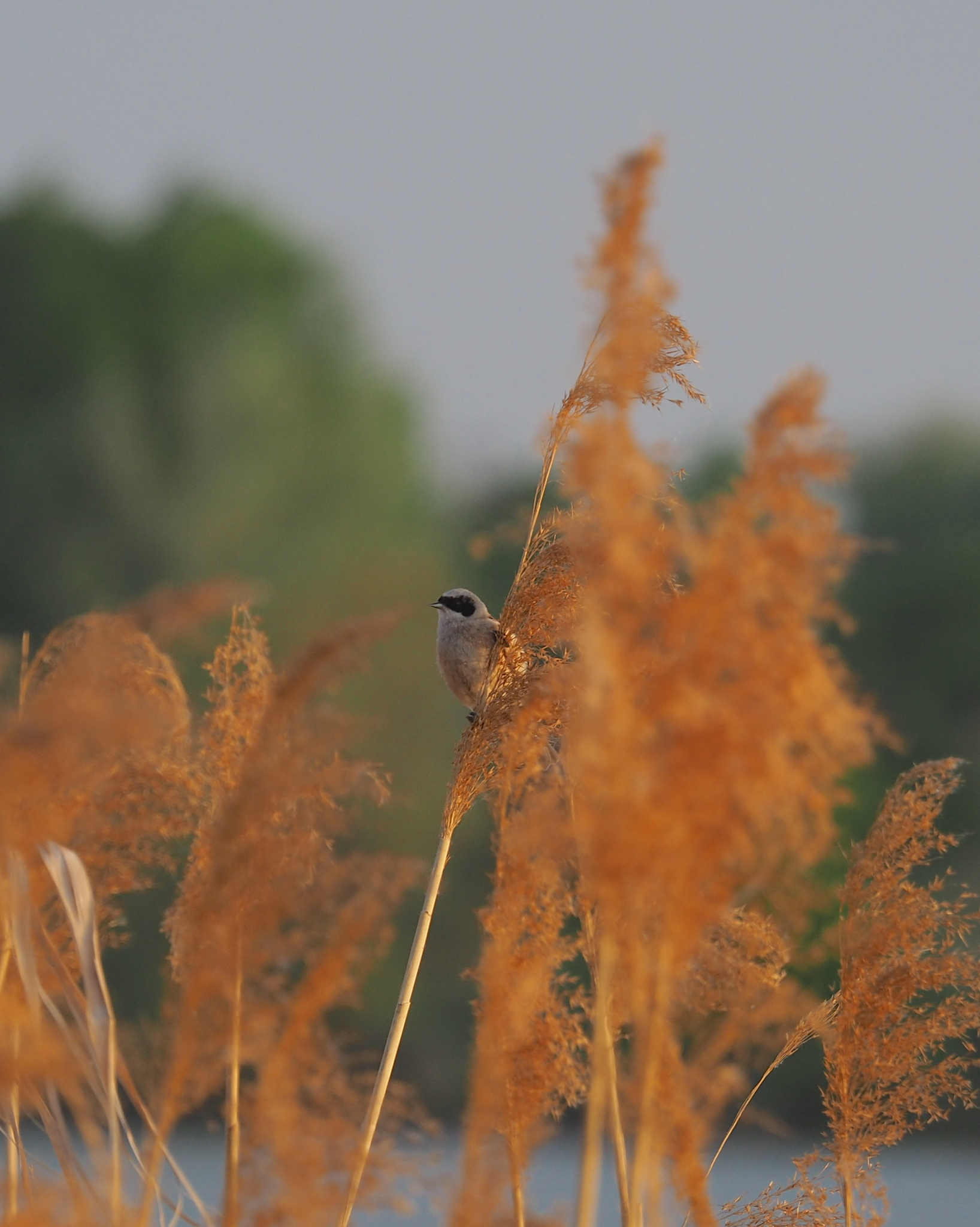 Eurasian Penduline Tit