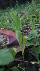 Lactuca sativa longifolia