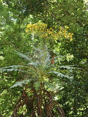 Sonchus palmensis image
