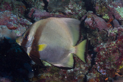 Platax pinnatus