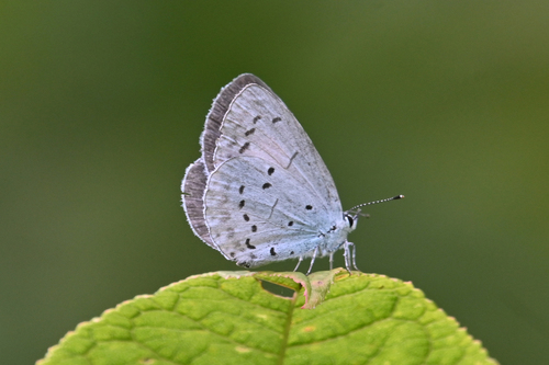 Holly Blue