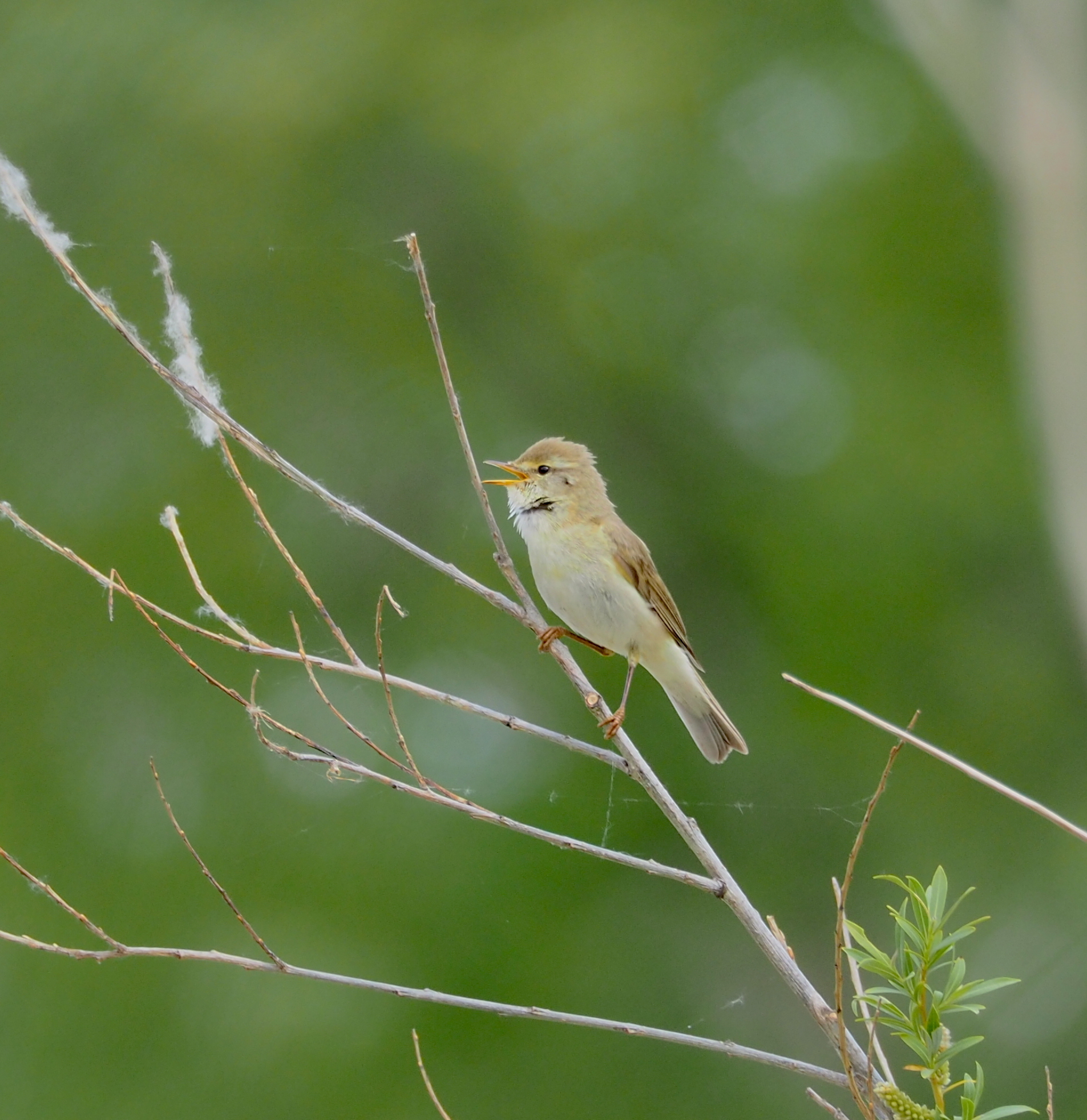 Willow Warbler