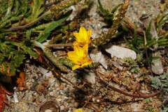 Hypecoum procumbens atropunctatum