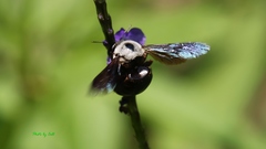 Xylocopa phalothorax