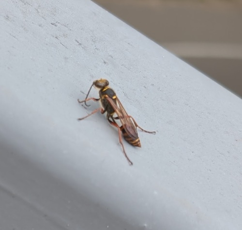 Asian Mud-dauber Wasp photo 5