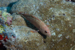 Cephalopholis urodeta