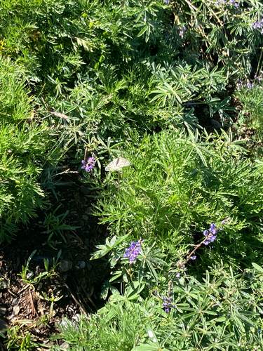 iNaturalist observation photo of Clodius Parnassian