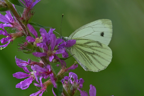 Green-veined White