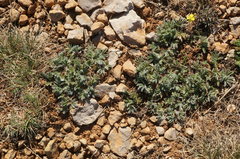 Potentilla humifusa
