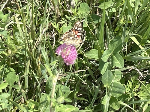 Painted Lady