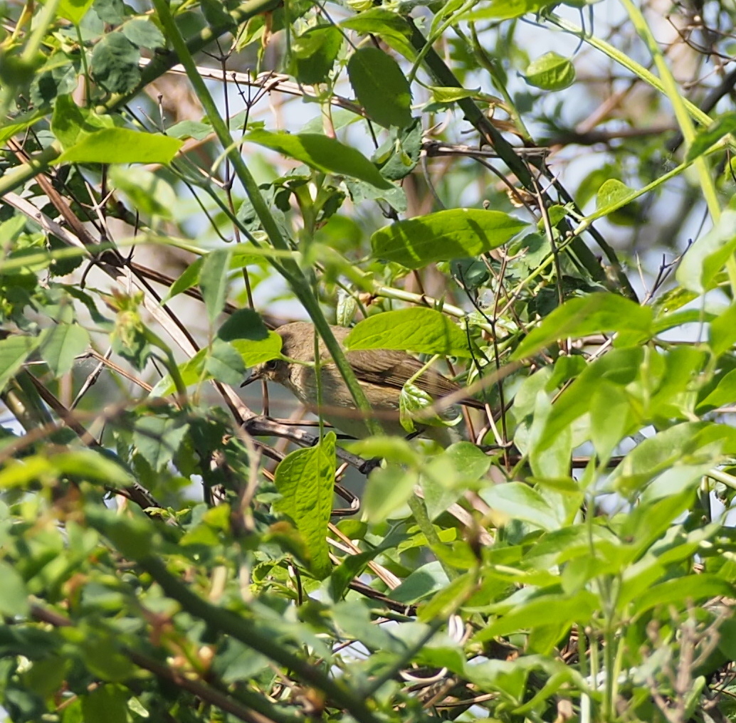 Common Chiffchaff