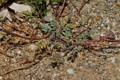 Hypecoum procumbens atropunctatum