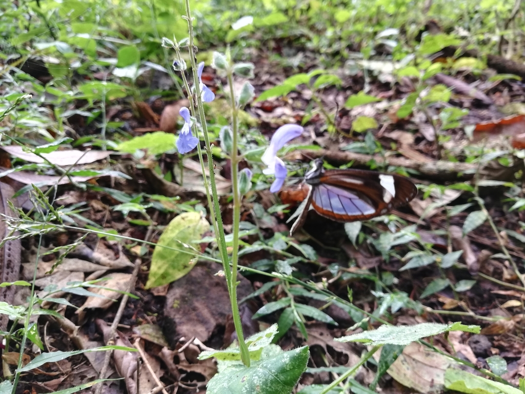 Clearwing Mimic-White