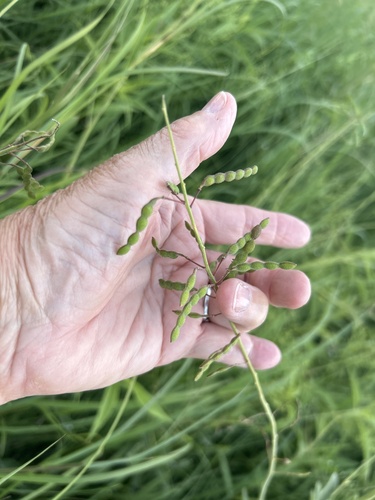 Illinois tick-trefoil
