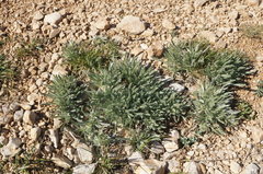 Convolvulus calvertii