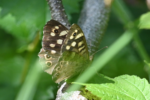 Speckled Wood