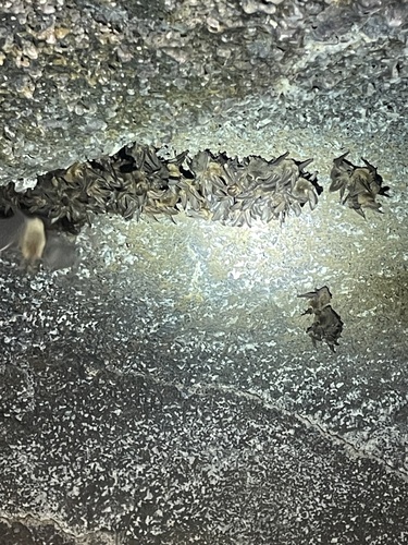 Townsend's Big-eared Bat