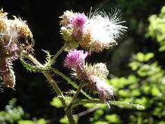 Carduus clavulatus image