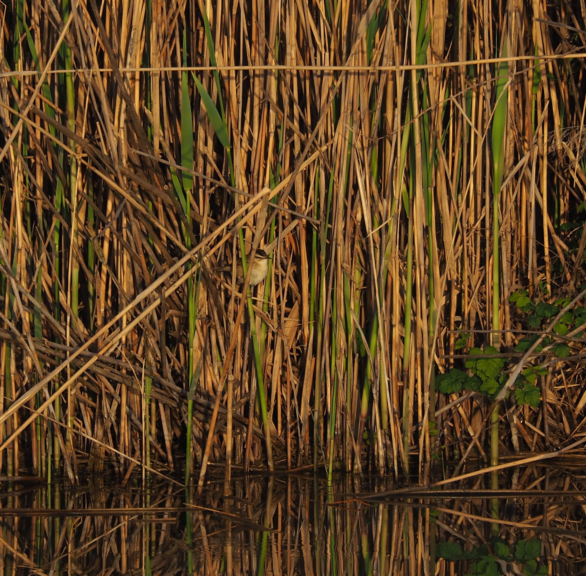Sedge Warbler