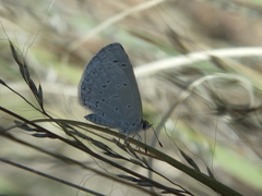 Celastrina echo cinerea