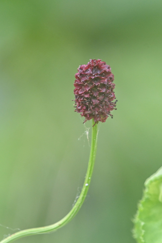 Great burnet