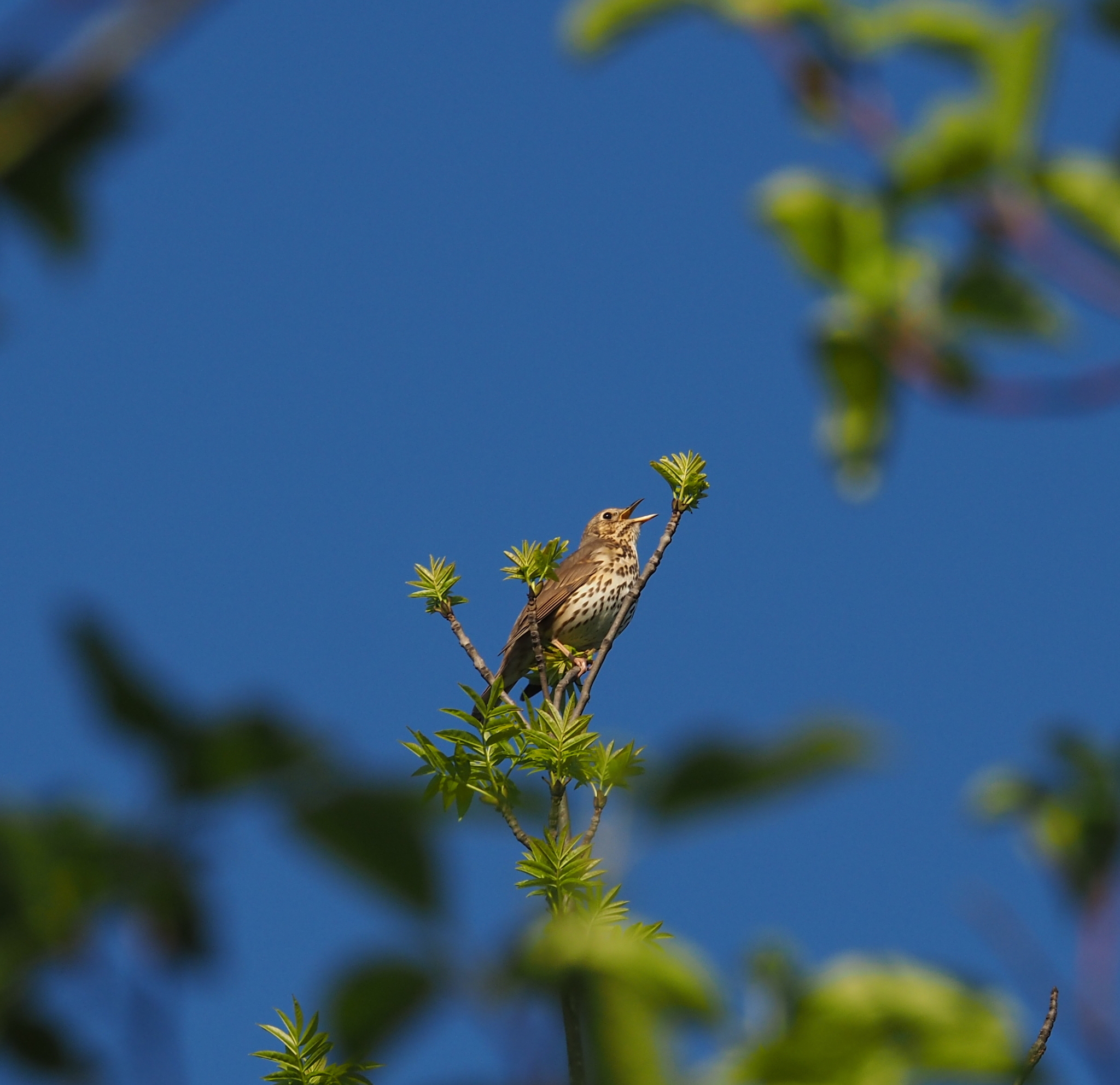 Song Thrush