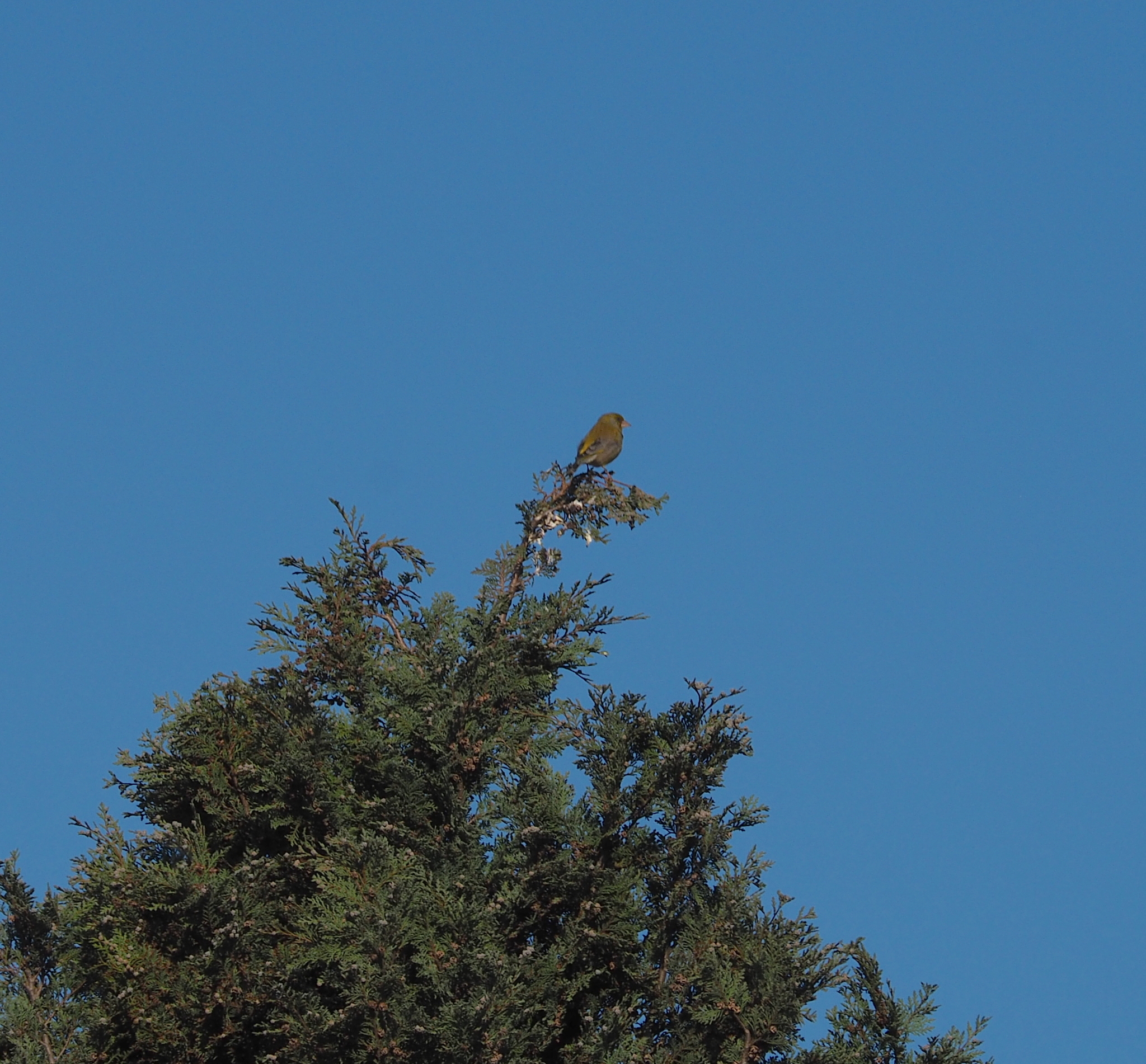 European Greenfinch