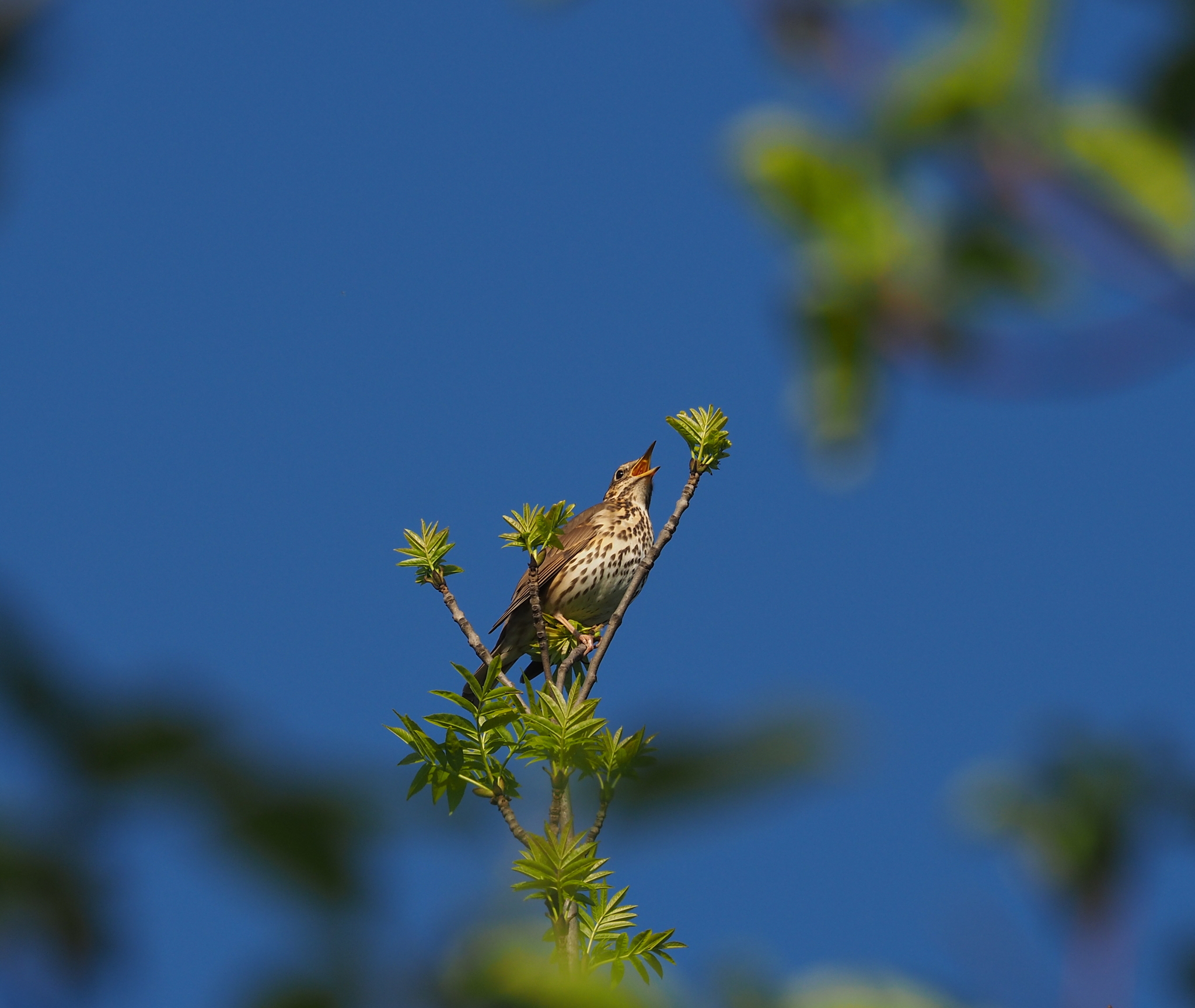 Song Thrush