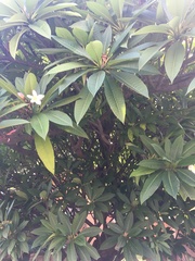 Plumeria rubra