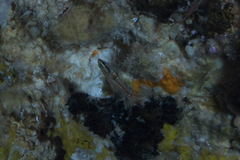 Ostorhinchus dispar