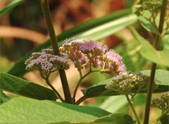 Callicarpa formosana