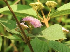 Callicarpa formosana