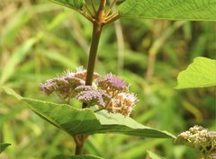 Callicarpa formosana