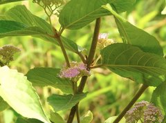 Callicarpa formosana