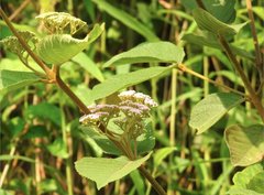 Callicarpa formosana