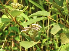 Callicarpa formosana