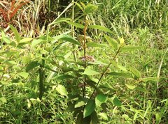 Callicarpa formosana