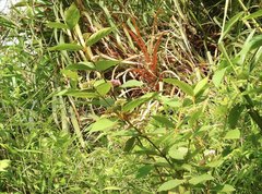 Callicarpa formosana
