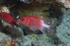 Sargocentron caudimaculatum