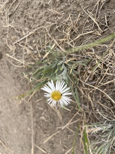 Erigeron pumilus, 2026-07-07