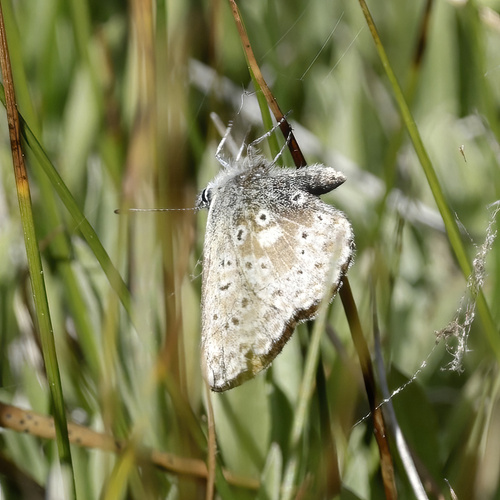 iNaturalist observation photo of Sierra Blue